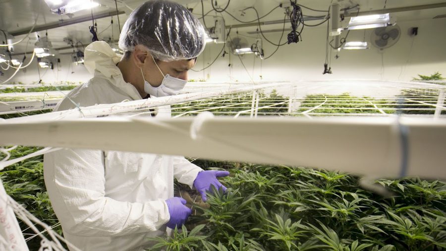 Especialista trabajo planta cannabis
